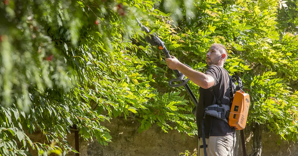 Jardinier avec taille-haie électrique coupant une haie verte dense